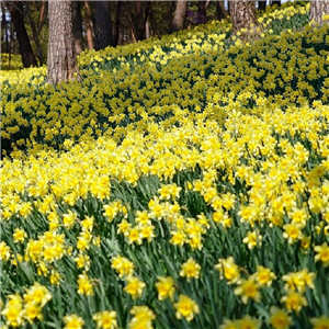 Narcissus (Daffodil) Lobularis 'The Lent Lily Or Wild Daffodil' (Dwarf Species). Loose, Per 10 Bulbs